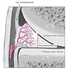 Estructura meniscal