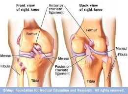 Anatomia ligamentos rodilla