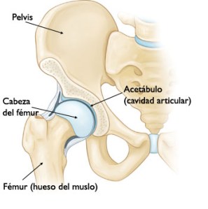 Anatomía cadera