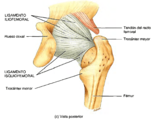 Capsula de la cadera (con sus ligamentos)